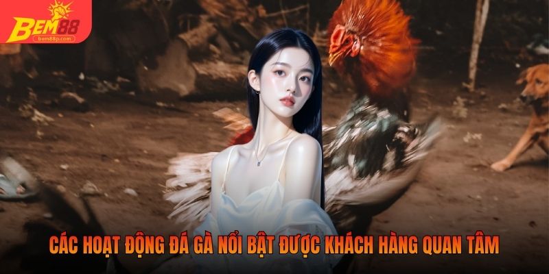 Các hoạt động đá gà nổi bật được khách hàng quan tâm