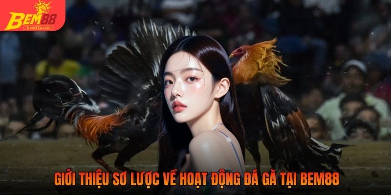 Giới thiệu sơ lược về hoạt động đá gà tại BEM88