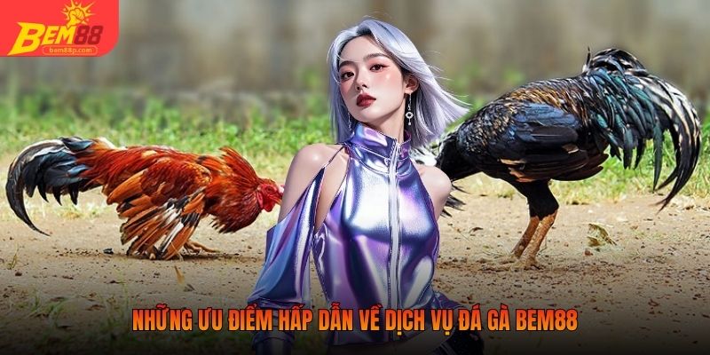 Những ưu điểm hấp dẫn về dịch vụ đá gà BEM88