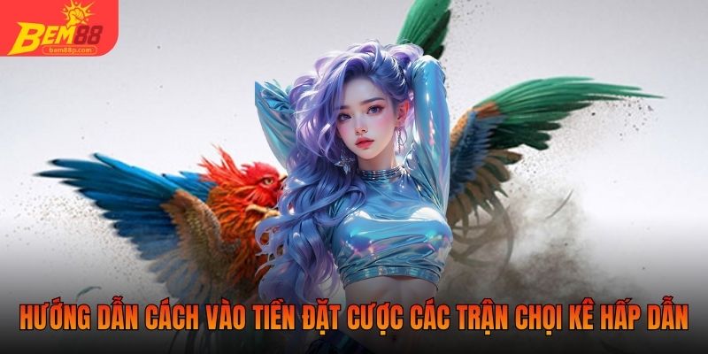 Hướng dẫn cách vào tiền đặt cược các trận chọi kê hấp dẫn