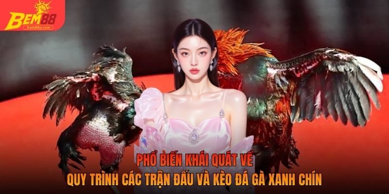 Phổ biến khái quát về quy trình các trận đấu và kèo đá gà xanh chín