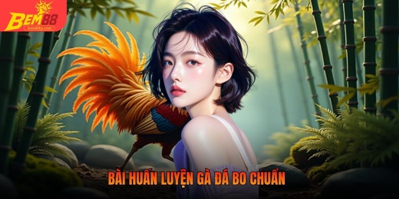 Bài huấn luyện gà đá bo chuẩn