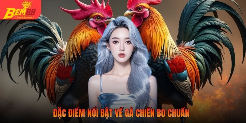 Đặc điểm nổi bật về gà chiến bo chuẩn