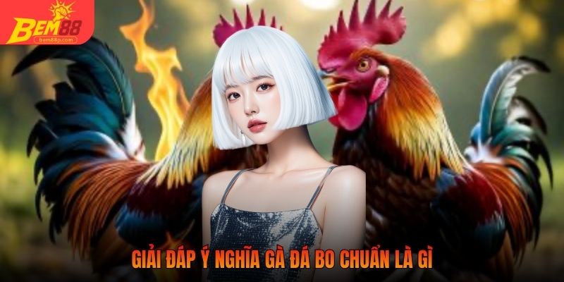 Giải đáp ý nghĩa gà đá bo chuẩn là gì