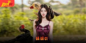 đá gà C1