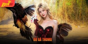 Đá gà Thomo