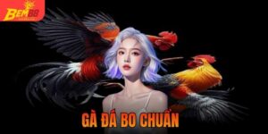 gà đá bo chuẩn